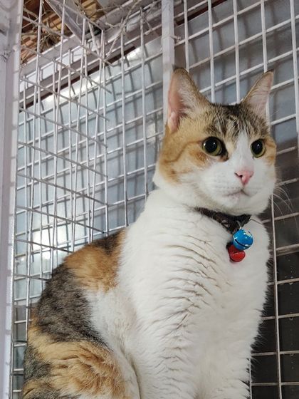 Sammy's Nest - Home Boarding for Small Pets Happy Cats: Our Boarding Guests photo 62