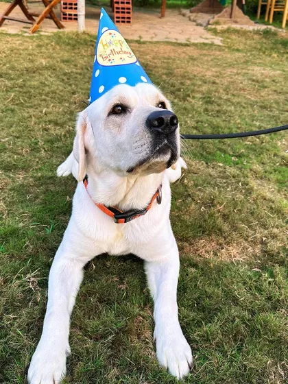 We love hosting 'paw-ties'. This happy Labrador is celebrating his third birthday with us, complete with a party hat and a special dog-friendly cake. We can help you plan the perfect celebration for your pet.