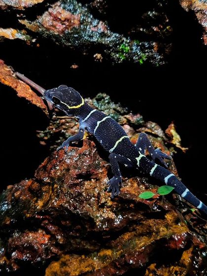 A Prasad's Gecko, with its striking black and yellow bands, hunting an earthworm.