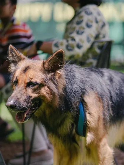 A happy German Shepherd enjoying the Sunday vibe at the venue. All well-behaved pets are welcome to join the fun.