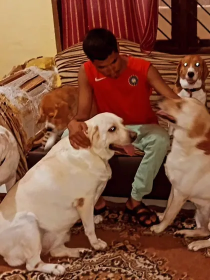 Surrounded by Labradors and a Beagle on the lookout. This is our evening routine.
