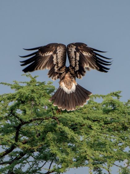 The powerful wingspan of an eagle as it lands on a treetop. The symmetry and detail in the feathers are incredible.