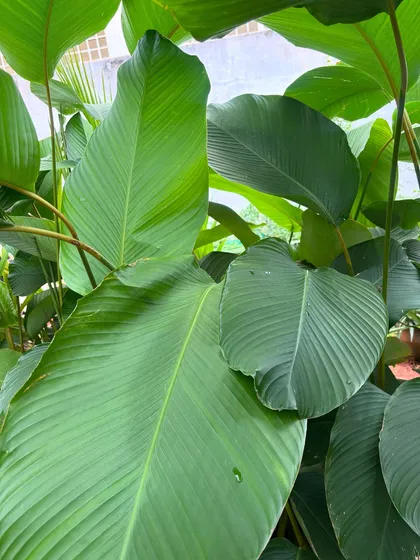 The incredible texture of a Calathea leaf. The parallel veins create a ribbed pattern that is both visually and tactilely interesting, showcasing the detailed beauty of the plant world.