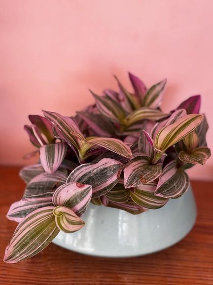 The soft pink and green stripes of this Tradescantia Nanouk look so lovely against this pastel blue ceramic bowl. Choosing a planter that complements the plant's colors can really make it pop.