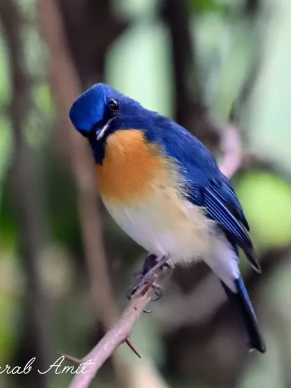 A Blue Flycatcher, with its sapphire head and orange breast, looks down from a branch. Its deep, curious eyes seem to reflect the morning sky. These birds are a fleeting muse, a dream in flight.