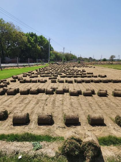 Delhi Gardner - Wholesale Plant & Turf Supply Natural Grass Turf: From Our Farm to Your Project photo 52