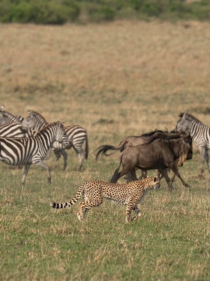 A cheetah chases a herd of zebra and wildebeest during the migration. This wide shot shows the context of the hunt, with the predator weaving through a chaotic sea of potential prey.