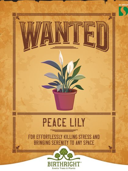 Wanted: The Peace Lily, for effortlessly killing stress and bringing serenity to any space. This plant is known for its calming presence and its skills in creating a peaceful sanctuary.
