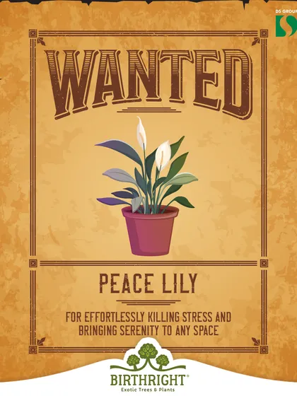 The Peace Lily is wanted for effortlessly killing stress. Its elegant white blooms and air-purifying leaves are known to bring a sense of serenity and calm to any room.