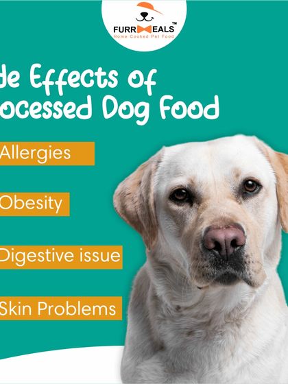 Processed dog food can be convenient, but it often comes with side effects like allergies, obesity, and digestive issues. I always advocate for a switch to fresh, wholesome meals to help your dog thrive.