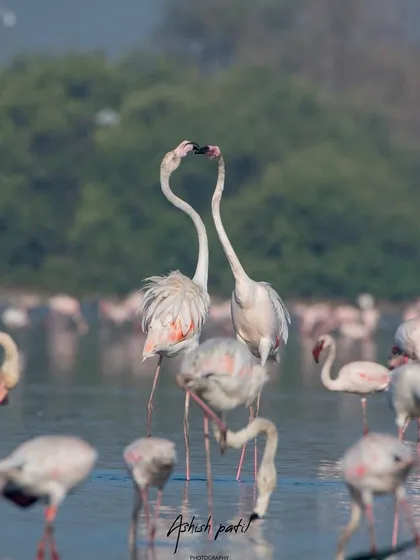 A wider view of the flamingo pair, showing their courtship dance within the context of the bustling flock.