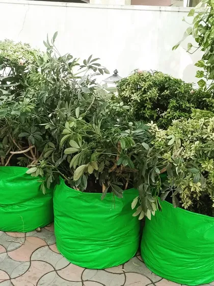 Here are some large, leafy plants potted in my durable green grow bags. These bags are lightweight, provide excellent aeration for the roots, and are a great alternative to heavy, traditional pots.