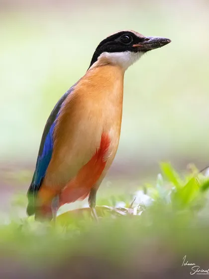 A portrait of a Blue Winged Pitta in a community garden in Bedok, Singapore. The soft, out-of-focus background and grassy foreground create a beautiful sense of depth, highlighting the bird's striking colors.