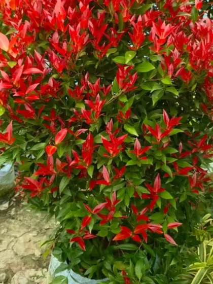 A close-up of the vibrant red leaves of the Syzygium.