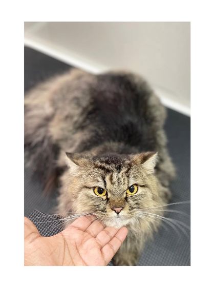 Furrybells Pet Grooming - Pet Grooming (Dogs & Cats) Cat Grooming: A Gentle Touch photo 39