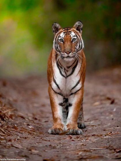 The gorgeous Barua Nullah female, a new mother in Bandhavgarh, captured in a stunning low-light head-on shot.