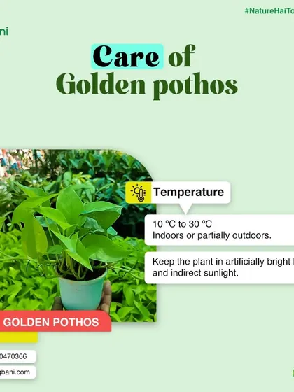 Temperature and light requirements for your Pothos. We provide clear instructions on the ideal environment for your indoor plants to thrive.