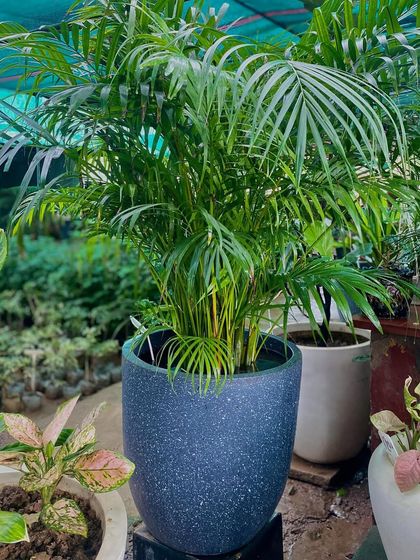 An Areca Palm in a dark speckled pot, a classic choice for adding a tropical vibe. It's an excellent air purifier and is known to bring positive energy.