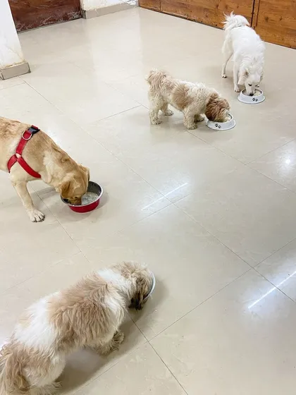 Always yes for food! Four dogs enjoying their meal peacefully in their own space.