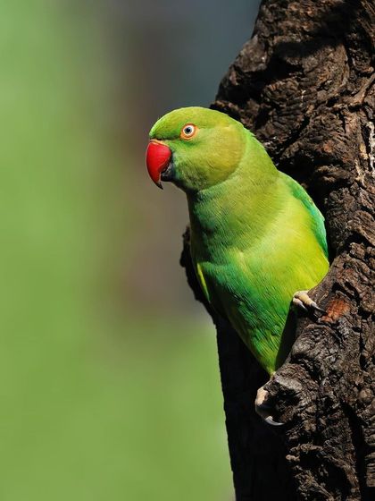 A Rose-ringed Parakeet peeks out from a hole in a tree trunk. This shot captures a natural nesting or resting behavior, telling a story about the bird's life.