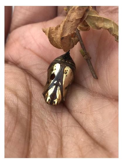 A close-up view of the chrysalis resting in my palm. The intricate patterns and golden pigment are a reminder that nature is the original designer, providing a blueprint for beauty and function.