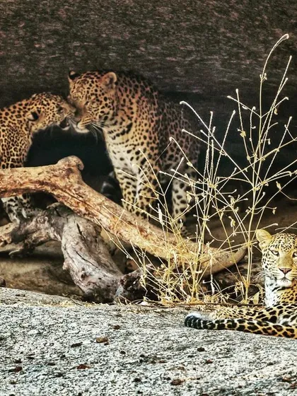 A rare and intimate glimpse into the life of a leopard family in Bera, Rajasthan. Capturing the tender interaction between the cub and the male, while the female rests nearby, shows a side of these elusive predators that few ever get to see.