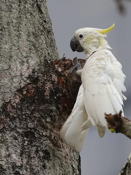 A Yellow-crested Cockatoo, a critically endangered species with a surprisingly robust population in urban Hong Kong. It's estimated that only 2,000-2,500 remain in the wild, making this sighting of a small colony in a city park both special and concerning.