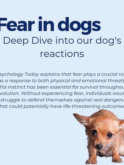 This series is a deep dive into fear in dogs. Fear is a natural survival instinct, but when it becomes excessive, it can be damaging. Understanding the psychology of fear is the first step to helping a fearful dog.