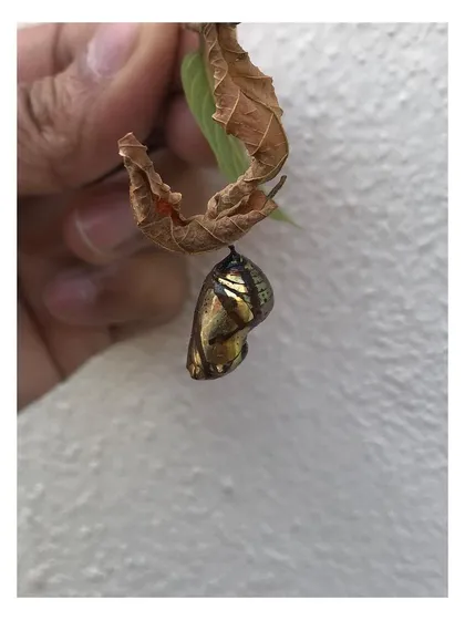 A different angle showing the light catching the golden surface of the chrysalis. This interplay of light and form is a key principle I apply in visual design to create depth and interest.