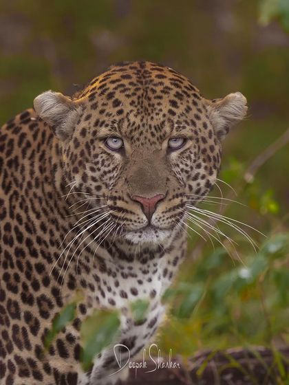 This is Enkima, a male leopard from the Masai Mara. His eyes are what get me. They hold the wisdom and intensity of the wild, a direct connection to the soul of a predator.