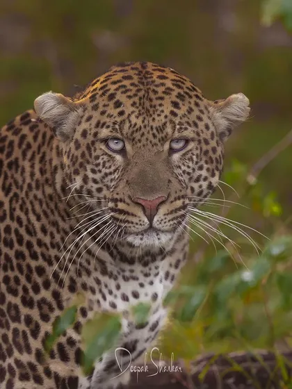 These images further explore the lives of Africa's big cats, from quiet portraits and family interactions to the drama of the hunt. Each one is a piece of the larger narrative we build on safari.
