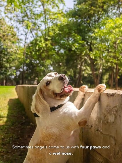 Pawparazzi By Prathima - Pet Milestone Photography Senior Tributes & Golden Years photo 34