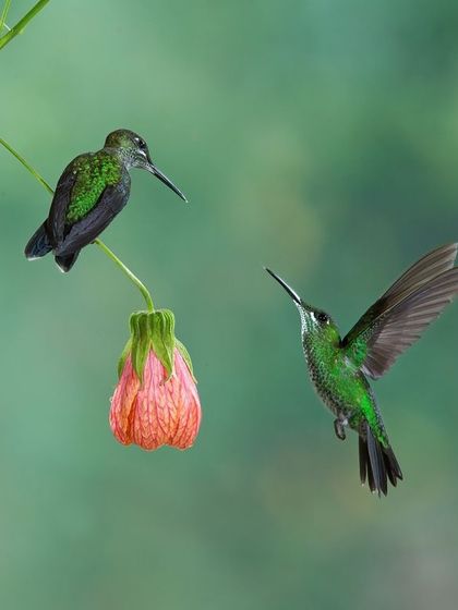A hummingbird interaction, with one perched and another hovering. These dynamic scenes are a fantastic opportunity to practice capturing action.