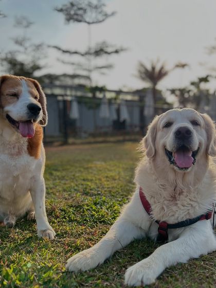The Pawsome Camp - Dog Daycare & Boarding Our Pack: Portraits from the Camp photo 3