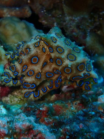 Another shot of the stunning Blue-Ringed Octopus. Its bright blue rings flash as a warning when it feels threatened. Nature's beauty and danger, all in one.