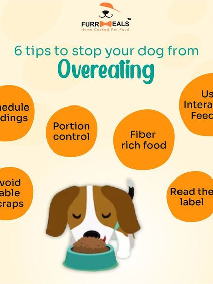 Overeating is a common but preventable problem. This graphic gives you six practical tips to stop overfeeding, including scheduled feedings, portion control, and using interactive feeders to slow them down.