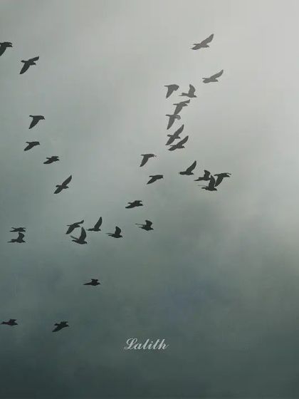 Lalith - Wildlife & Nature Photography Wings in Motion photo 12
