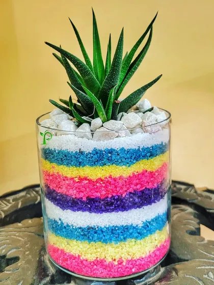 A thoughtful gift for a colleague to brighten their desk. This vibrant piece features a succulent set in colorful layers of sand, proving that a great gift can be both smart and beautiful.