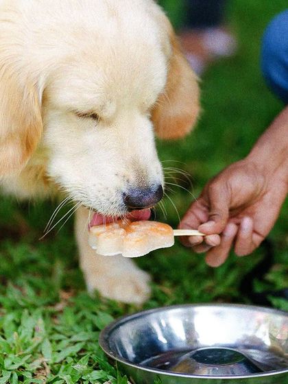 Even the pups get to celebrate. This golden retriever is enjoying a special treat, because fun here is for everyone, no matter how many legs they have.