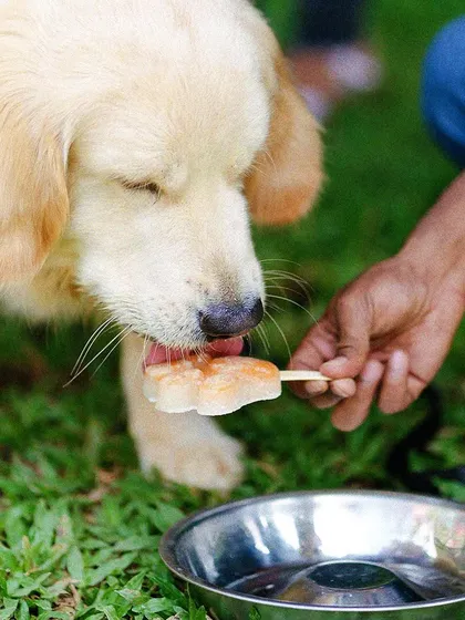 A treat for the goodest boy! This golden retriever is enjoying a 'Clucking Popsicle' from our pet menu, a frozen treat made with chicken and buttermilk.