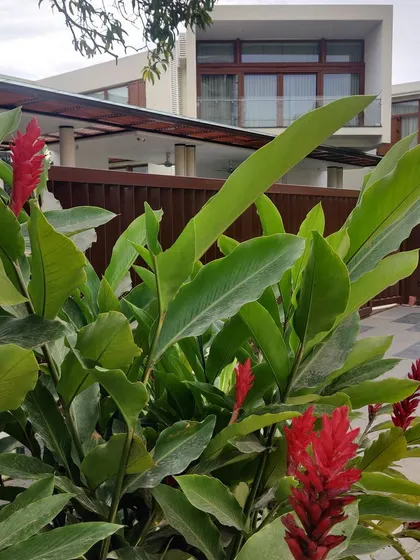 Vibrant red ginger flowers add a tropical touch to this urban garden. We often use bold, flowering plants like these to create visual interest and attract birds and butterflies, enhancing the biodiversity of the space.