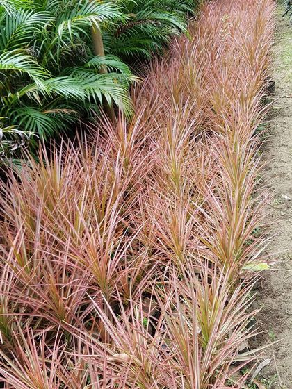 Urban Green Nursery - Wholesale Plant Nursery Lush Indoor & Foliage Plants photo 9