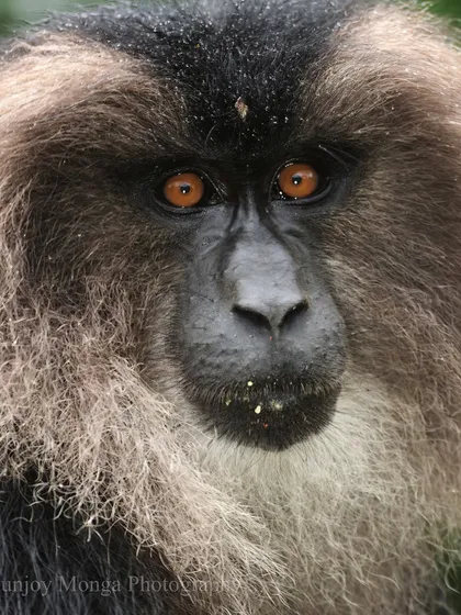 This is one of our most endangered primates, the Lion-tailed Macaque. The thick, silvery mane framing its face, sparkling with raindrops, gives it a uniquely "genius" look. Staring into those eyes, I feel a deep connection to the stories held within the ancient evergreen forests of the Western Ghats.