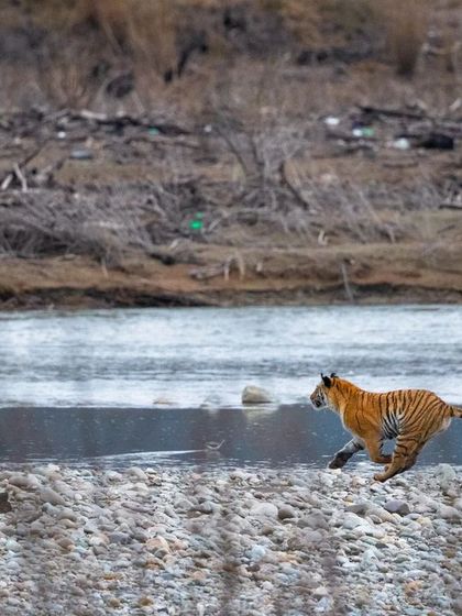 I was lucky to witness and document this entire hunting sequence at the Ramganga River in Corbett. A tigress spots her prey, dives into the river, and makes a successful kill, a raw display of instinct and power.