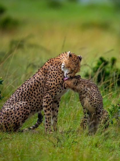 A tender moment between a mother cheetah and her cub in the Masai Mara rain.