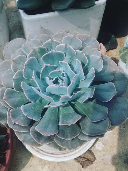 Succulents & Cacti photo 6