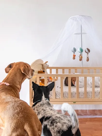 Two furry guardians watching over their baby sister. This quiet moment captures the protective instinct and gentle curiosity of Yuki and Navi as they stand watch by the crib.