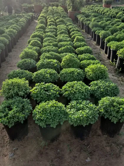 Rows of healthy winter flowering plants ready for the season. We ensure a large stock of seasonal favorites to keep your gardens colorful all year round.