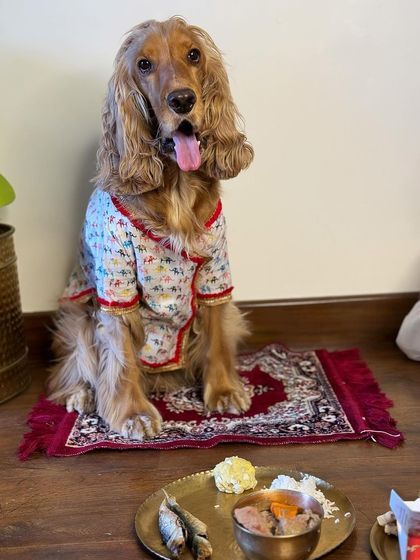 Posto sitting patiently in front of his special meal for Poila Boishakh.