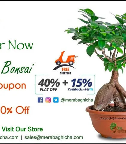 The Ficus Bonsai is a beautiful miniature tree that symbolizes wisdom and calm. I often have special offers on these, making it a great opportunity to own a classic bonsai.